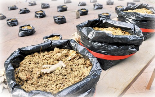 參與者只須把老姜的姜種放在塑料容器的泥土表層，并蓋上一層火燒土，再澆上300毫升的水，就完成了。（來源：馬來西亞光華網(wǎng)）