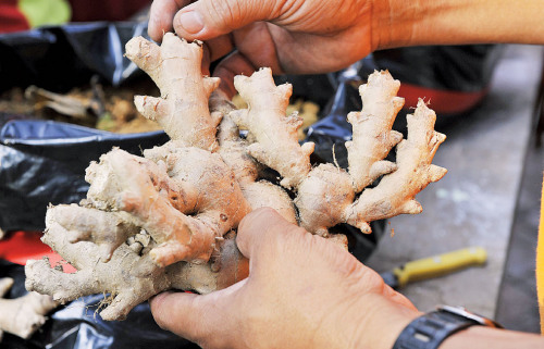 農(nóng)民每年都在清明前后種姜，直到冬至之后，整片園的地底下都會長滿姜。（來源：馬來西亞光華網(wǎng)）