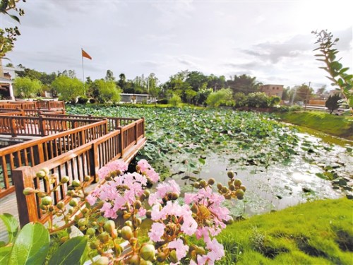 廣場內(nèi)的荷花池。