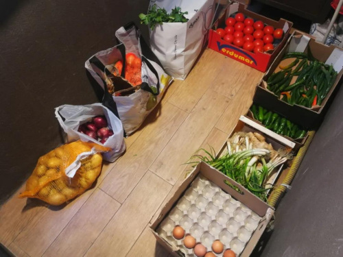 陽臺小菜園。(作者供圖)