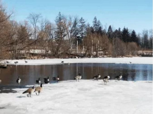 疫情下，原來熱鬧的湖邊空無一人，只有大雁在散步。(作者供圖)