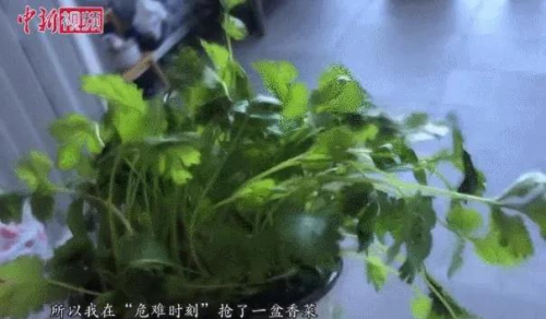 易小婧在花盆中種植的香菜。