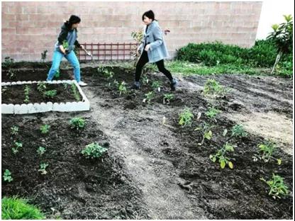 居家避疫，Luna開始打理起后院，種了不少蔬果。(美國《世界日報(bào)》)