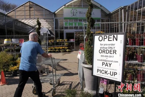 當(dāng)?shù)貢r(shí)間5月4日，加拿大大多倫多地區(qū)一家花圃的老板告訴記者，按政府要求，目前僅開放預(yù)約取貨服務(wù)等，并非向公眾完全開放。<a target='_blank' >中新社</a>記者 余瑞冬 攝