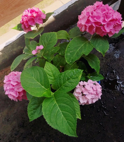 小雨養(yǎng)的繡球花。（受訪者供圖）