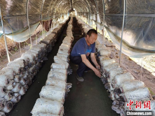 圖為刷見(jiàn)草溝村村民正在觀察蘑菇長(zhǎng)勢(shì)?！±钛?攝