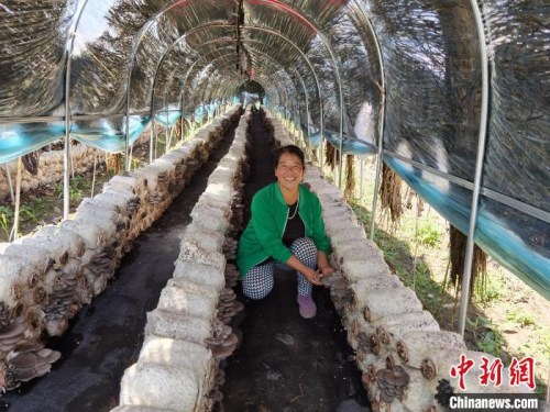 圖為刷見(jiàn)草溝村村民收獲蘑菇笑開(kāi)顏。　李洋 攝