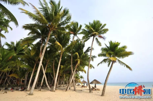 東郊椰林。文昌市委宣傳部供圖