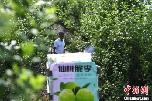 圖為烏牛村的果園?！￡惓?攝