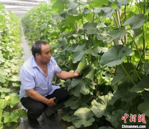 牛忠安來(lái)到合作社，查看蔬菜的種植情況。牛忠安供圖