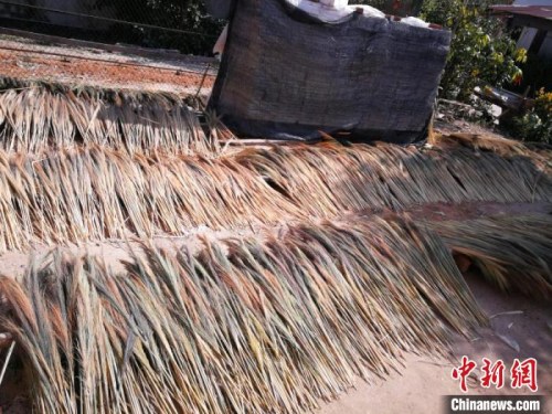 圖為允哈村村民晾曬的芒草蕊。昆明海關(guān)供圖