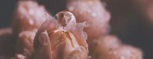 電影畫面。(日中通信)