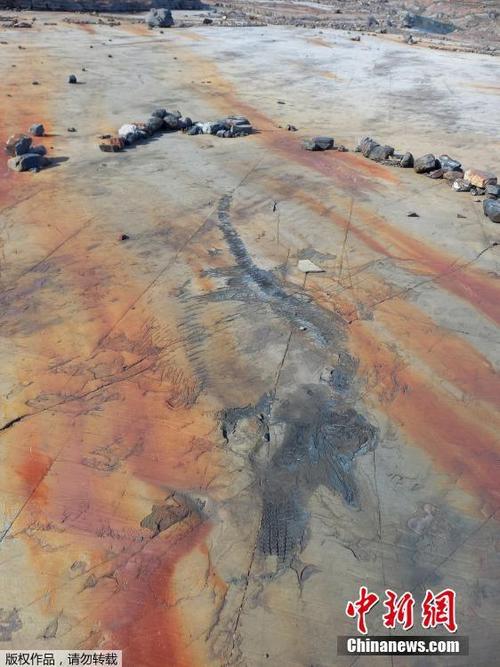 科學(xué)家在智利廷德爾冰川發(fā)現(xiàn)4米長(zhǎng)魚龍化石