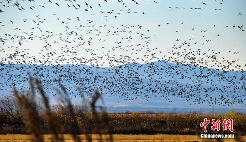 壯觀！數(shù)十萬只候鳥翔集黑龍江迎春林區(qū)