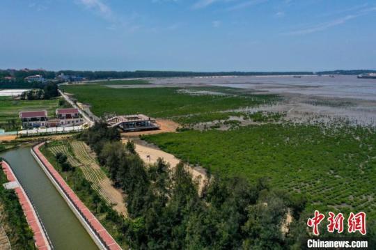 湄洲島植被從38%增加到58%。　林春盛 攝