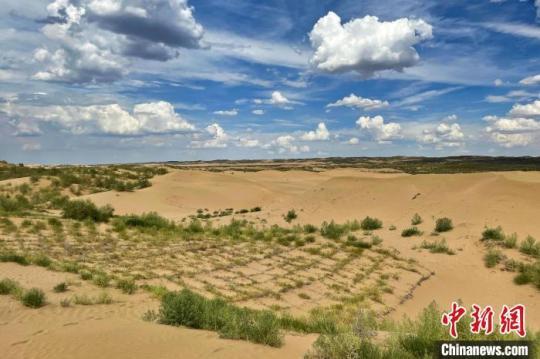 位于毛烏素沙漠中的片片麥草方格綠洲?！±钆迳?攝