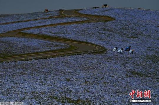 資料圖：日本茨城縣國(guó)營(yíng)日立海濱公園喜林草盛放。