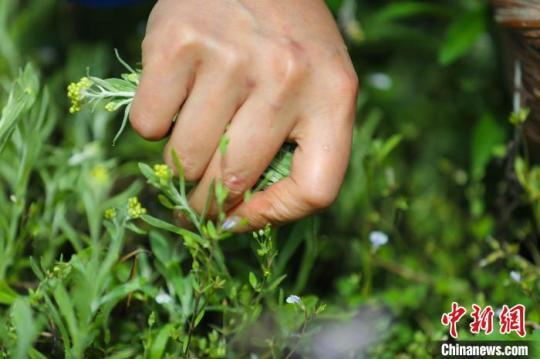 村民采摘鼠白蒿。　李鶴 攝