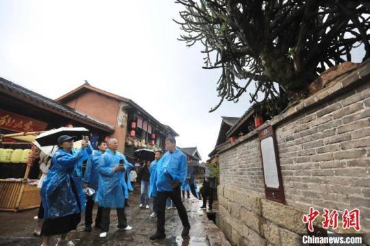 海外華媒代表觀看建昌古城街頭的一棵百年老樹。　王磊 攝