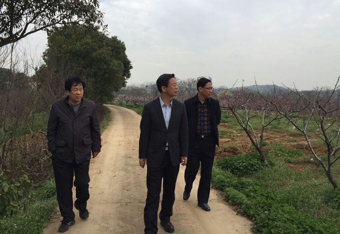 中國僑網(wǎng)魏弘揚(yáng)主任(中)、周曉保副主任(右)實(shí)地察看果園情況