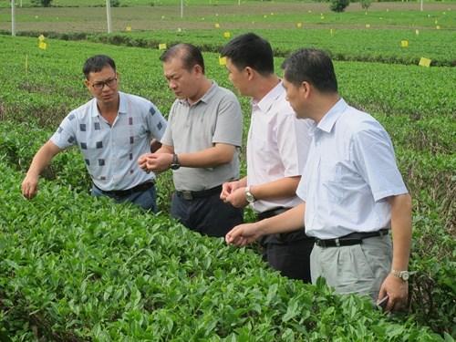 中國僑網(wǎng)圖為調(diào)研組在伏虎華僑管理區(qū)有機茶園調(diào)研