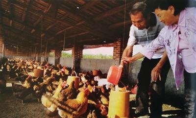 中國僑網(wǎng)陳國球成紅夫婦在清遠(yuǎn)創(chuàng)業(yè)已9年。