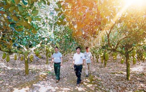 中國(guó)僑網(wǎng)定安縣僑聯(lián)供圖