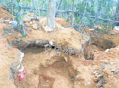 挖石者在樹木周邊挖掘破壞了樹根,樹木隨時倒下。(馬來西亞《中國報》)