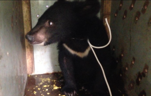 執(zhí)法人員拯救黑熊。(柬埔寨《星洲日?qǐng)?bào)》)