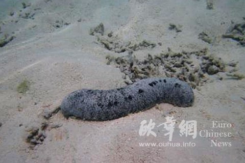 中國僑網(wǎng)(西班牙歐華網(wǎng))