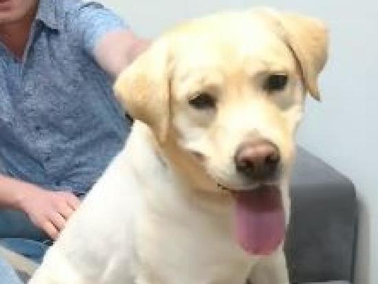 (《澳洲日報》圖片)