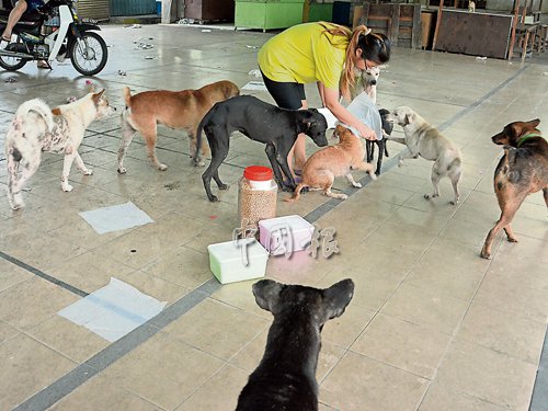似乎嗅到飯食味道,一群流浪狗等候陳儀庭派食。(馬來(lái)西亞《中國(guó)報(bào)》)