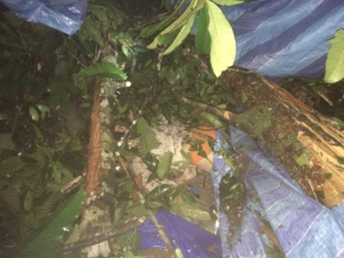 傷者被倒樹壓中,動(dòng)彈不得。(馬來西亞《星洲日?qǐng)?bào)》)