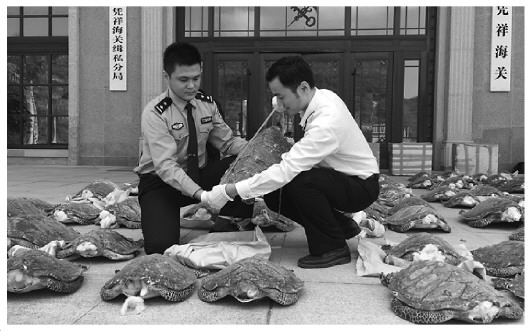 圖為憑祥海關(guān)辦案人員正在清點(diǎn)查獲的走私玳瑁。(本報(bào)記者 蔡巖紅 攝)