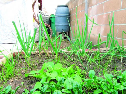 中國僑網(wǎng)華人居民用雨桶存水種菜。(美國《僑報(bào)》/翁羽 攝)