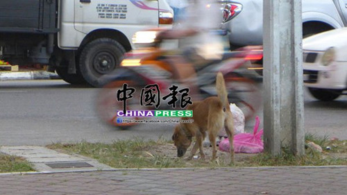 中國(guó)僑網(wǎng)(馬來西亞《中國(guó)報(bào)》)