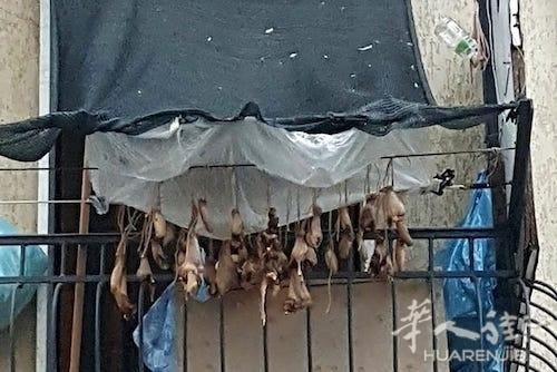 中國(guó)僑網(wǎng)(意大利《華人街》)