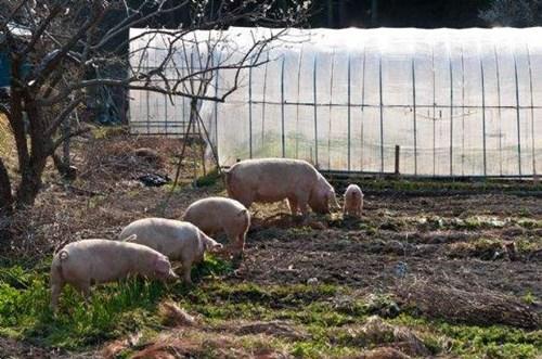 中國僑網(wǎng)(日本新華僑報(bào)網(wǎng))