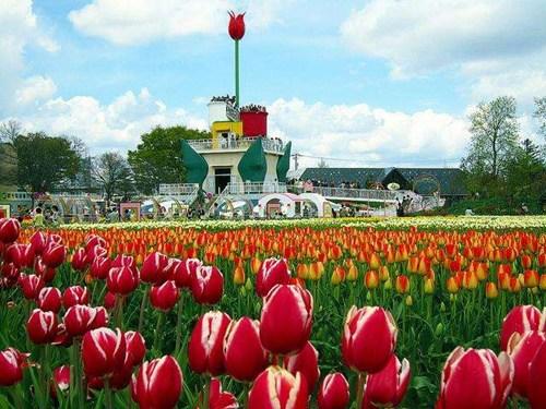 中國(guó)僑網(wǎng)(日本新華僑報(bào)網(wǎng))