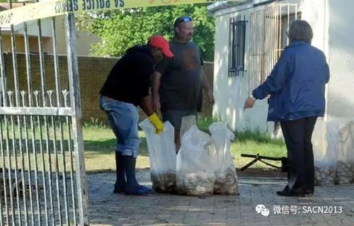 中國僑網(wǎng)警方搜獲價(jià)值300萬蘭特的鮑魚。(南非《華僑新聞報(bào)》)