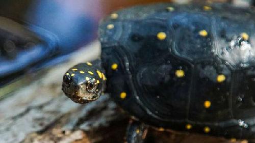 中國僑網星點水龜 (參考消息網援引美國《洛杉磯時報》網站圖片)