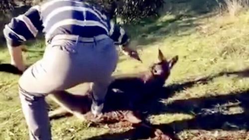 中國僑網(wǎng)(澳洲新聞網(wǎng))