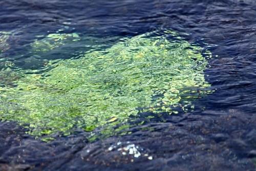 中國(guó)僑網(wǎng)(日本《新華僑報(bào)》)