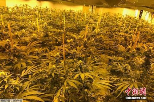 中國(guó)僑網(wǎng)