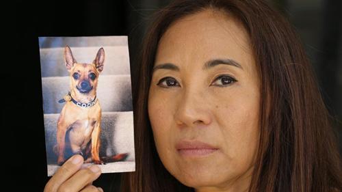 中國僑網(wǎng)林姓華裔婦女和為救她獻(xiàn)出生命的吉娃娃寵物狗。(澳大利亞《星島日報(bào)》資料圖)