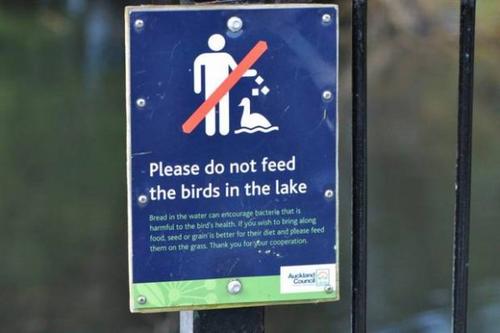 中國僑網(wǎng)(圖片來源:新西蘭先驅(qū)報)