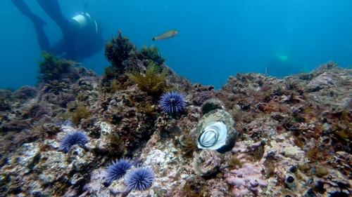 中國僑網(wǎng)美國加州海產(chǎn)豐富,但需按規(guī)定捕撈。(美國《世界日報》/陳開 攝)