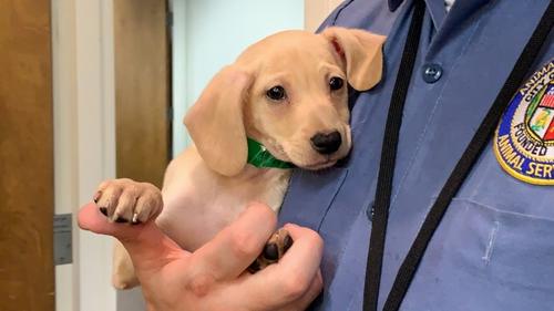 中國僑網(wǎng)近來假借領(lǐng)養(yǎng)寵物的詐騙案頻發(fā)。(美國《世界日報》/王子銘 攝)