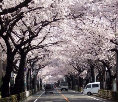 中國(guó)僑網(wǎng)武藏野市政府前櫻花大道。(環(huán)球時(shí)報(bào))