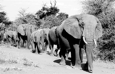 圖為肯尼亞動(dòng)物大遷徙